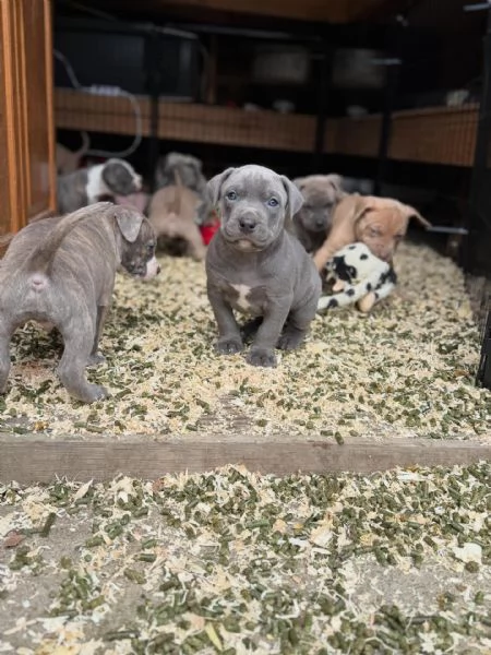 meravigliosi pitbull per adozione | Foto 0