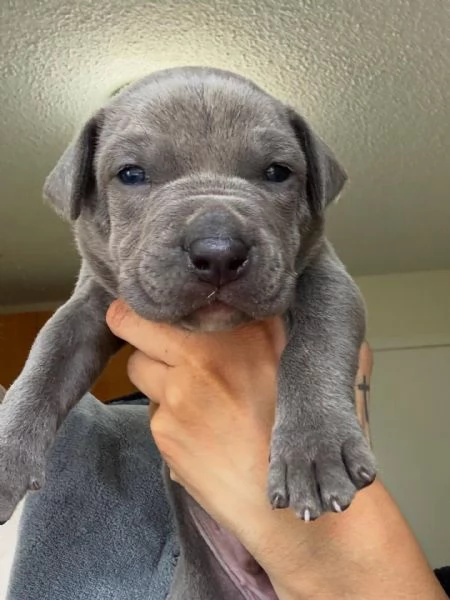 meravigliosi pitbull per adozione | Foto 1