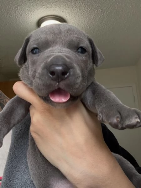 meravigliosi pitbull per adozione