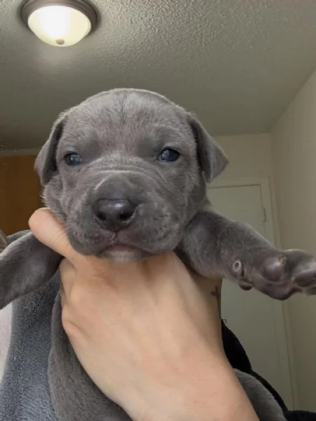 meravigliosi pitbull per adozione | Foto 0