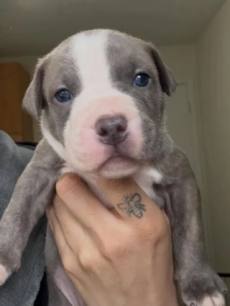 meravigliosi pitbull per adozione
