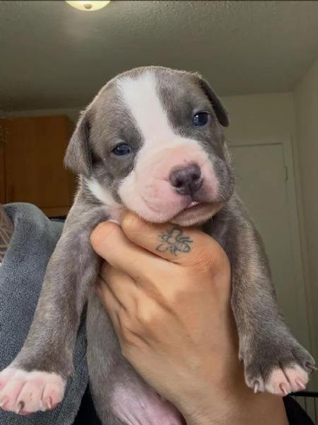 meravigliosi pitbull per adozione | Foto 1