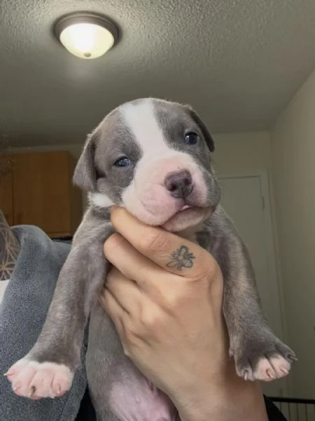 meravigliosi pitbull per adozione | Foto 0