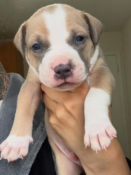 meravigliosi pitbull per adozione