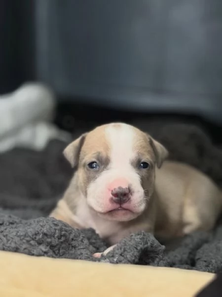 meravigliosi pitbull per adozione