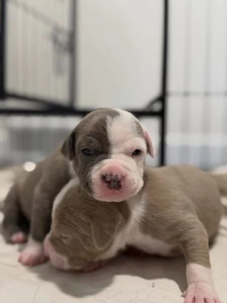 meravigliosi pitbull per adozione | Foto 0