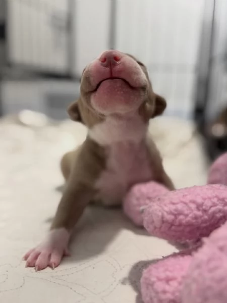 meravigliosi pitbull per adozione
