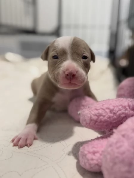meravigliosi pitbull per adozione | Foto 0