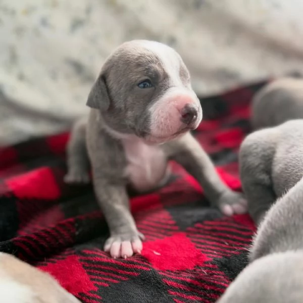 meravigliosi pitbull per adozione