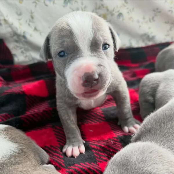 meravigliosi pitbull per adozione | Foto 1