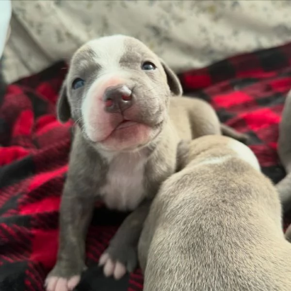 meravigliosi pitbull per adozione | Foto 0