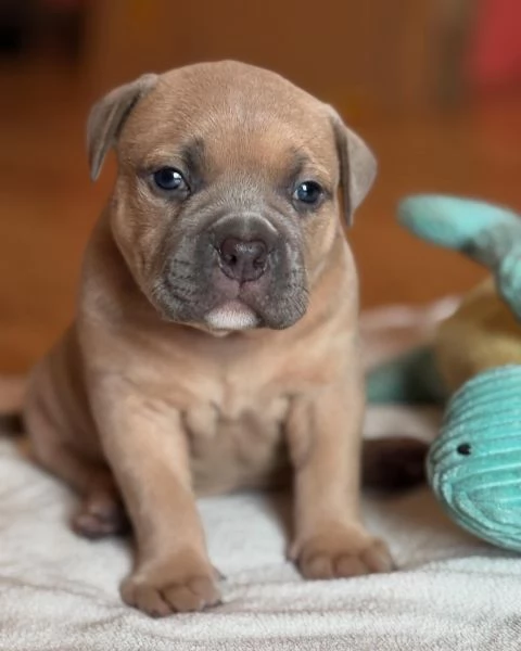 meravigliosi pitbull per adozione