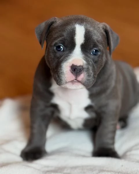 meravigliosi pitbull per adozione | Foto 0