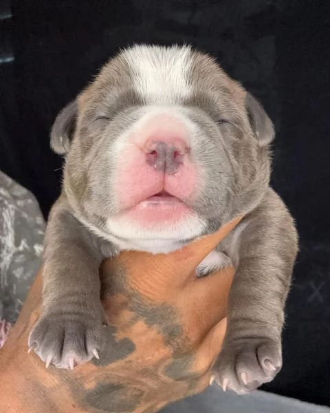 meravigliosi pitbull per adozione | Foto 1