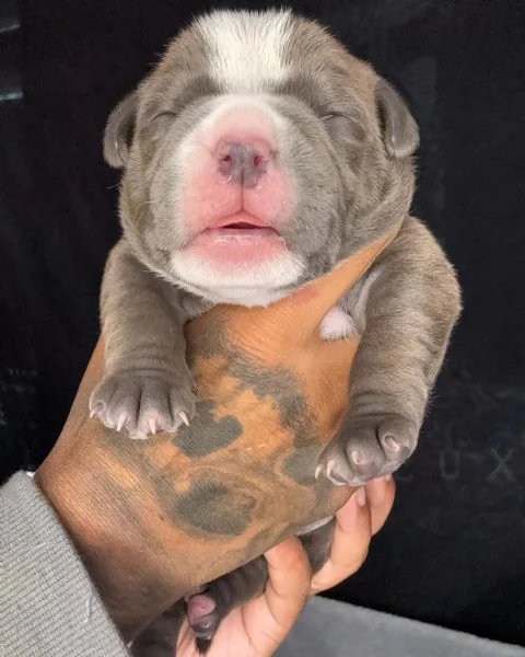 meravigliosi pitbull per adozione