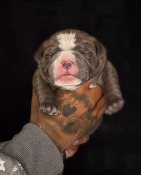 meravigliosi pitbull per adozione | Foto 0