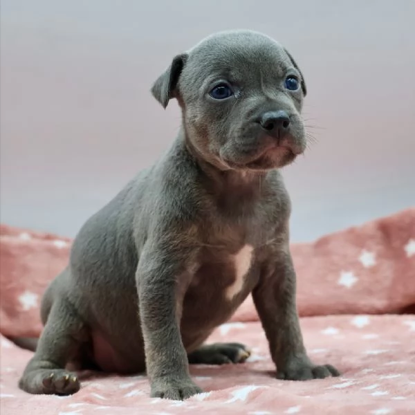 meravigliosi pitbull per adozione | Foto 2