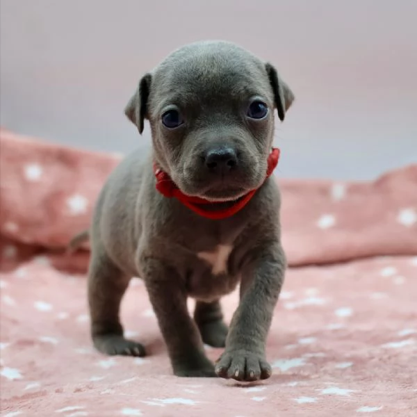 meravigliosi pitbull per adozione | Foto 1