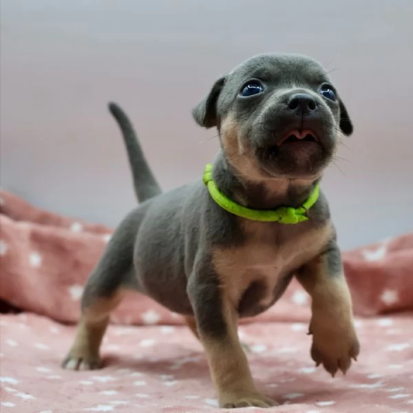 meravigliosi pitbull per adozione