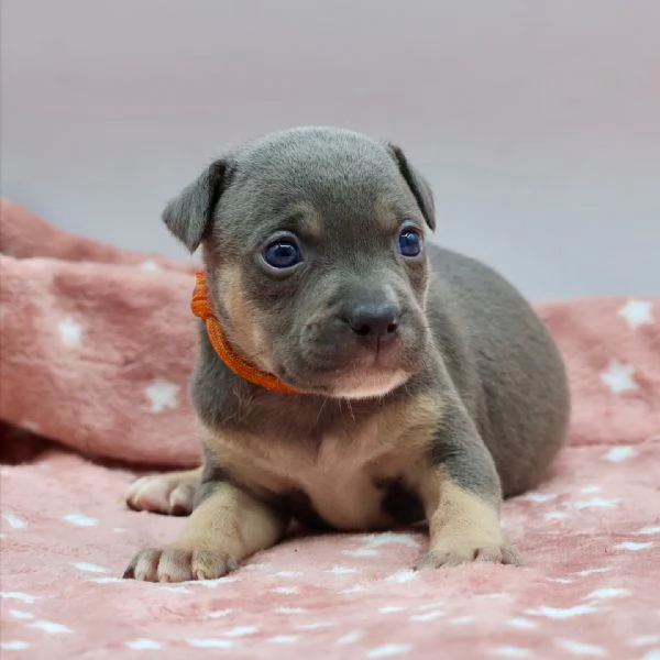 meravigliosi pitbull per adozione | Foto 0
