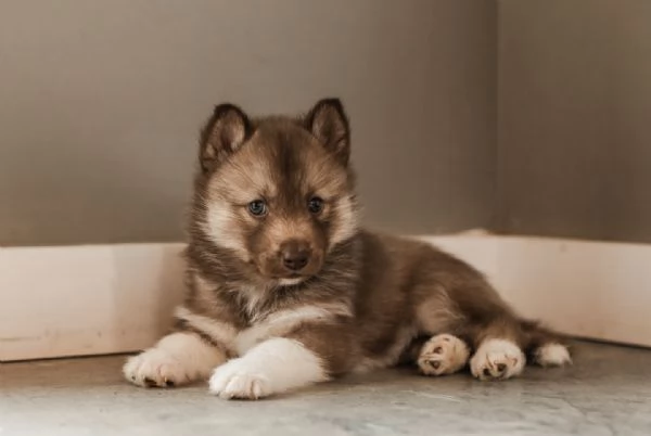 meravigliosi husky per adozione | Foto 3