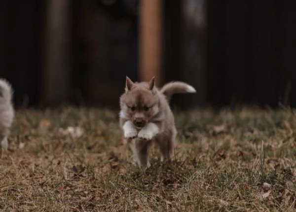 meravigliosi husky per adozione | Foto 3
