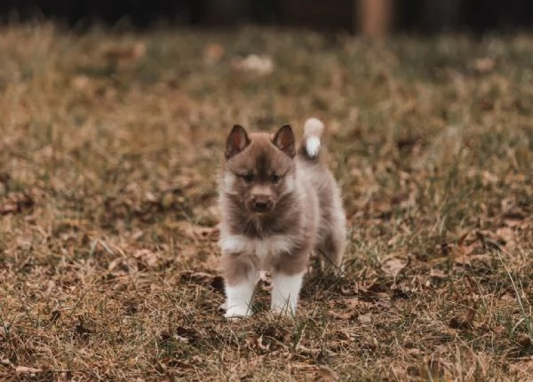 meravigliosi husky per adozione | Foto 2