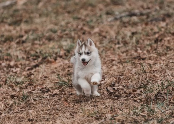 meravigliosi husky per adozione