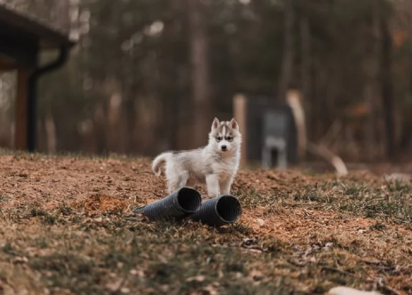 meravigliosi husky per adozione | Foto 1
