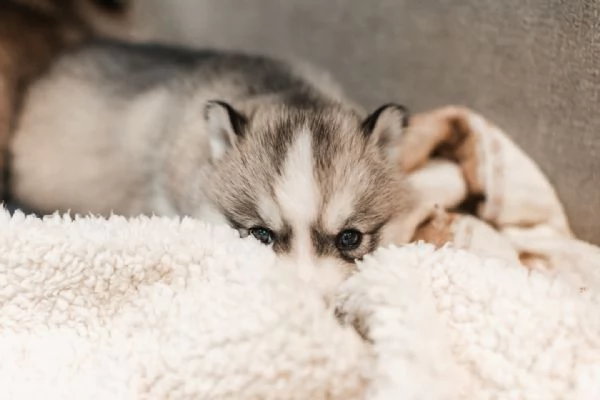 meravigliosi husky per adozione | Foto 1