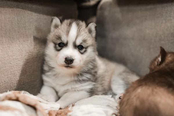 meravigliosi husky per adozione