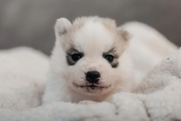meravigliosi husky per adozione