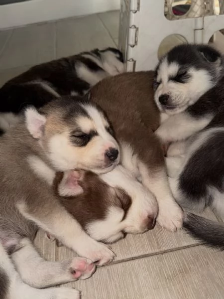 meravigliosi husky per adozione