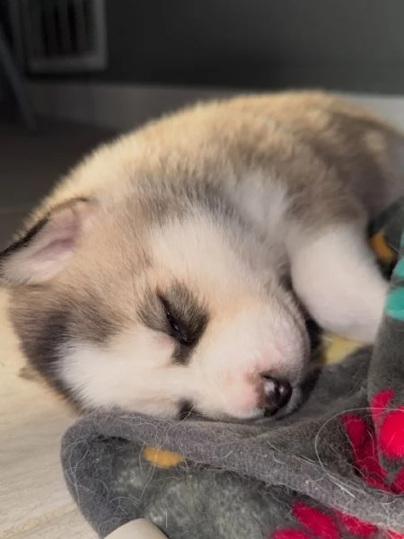 meravigliosi husky per adozione | Foto 2