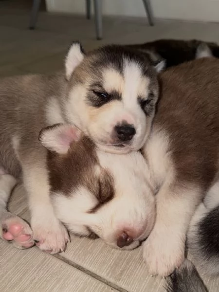 meravigliosi husky per adozione | Foto 1
