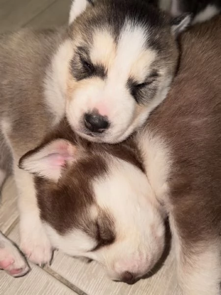 meravigliosi husky per adozione | Foto 0