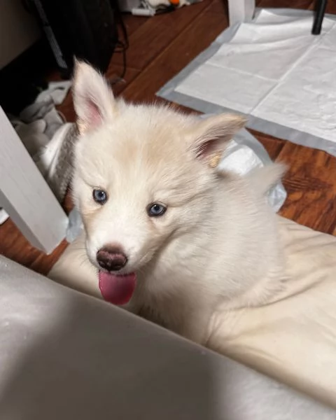 meravigliosi husky per adozione