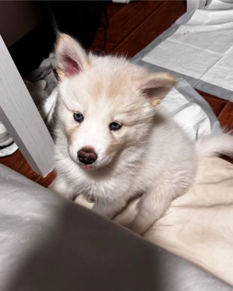 meravigliosi husky per adozione | Foto 0