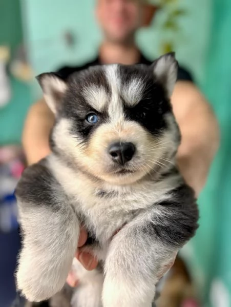 meravigliosi husky per adozione | Foto 2