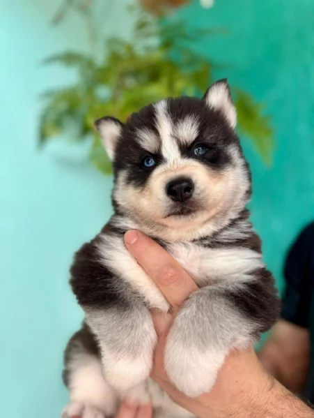 meravigliosi husky per adozione | Foto 1