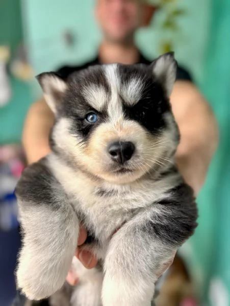 meravigliosi husky per adozione | Foto 0