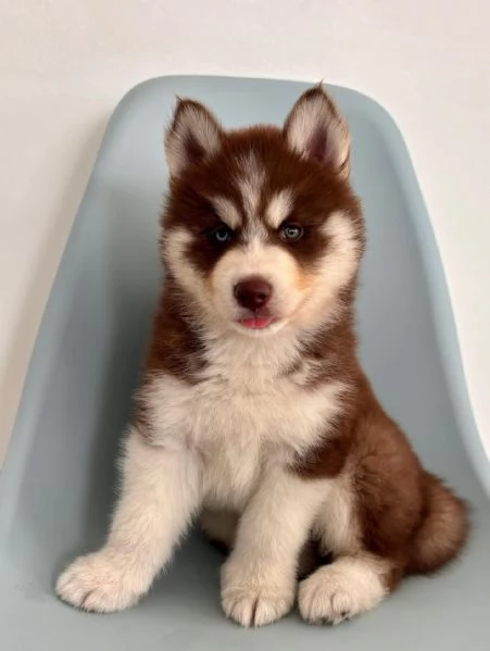 meravigliosi husky per adozione