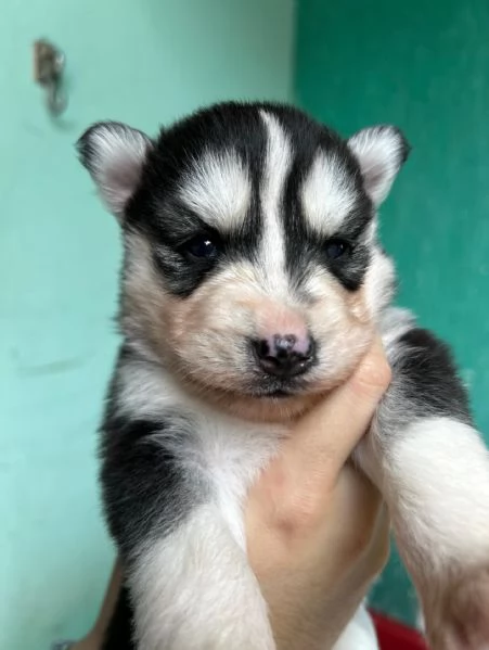 meravigliosi husky per adozione | Foto 0