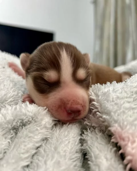 meravigliosi husky per adozione