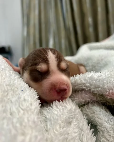 meravigliosi husky per adozione | Foto 3