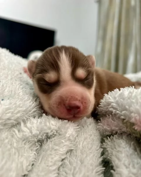meravigliosi husky per adozione | Foto 2