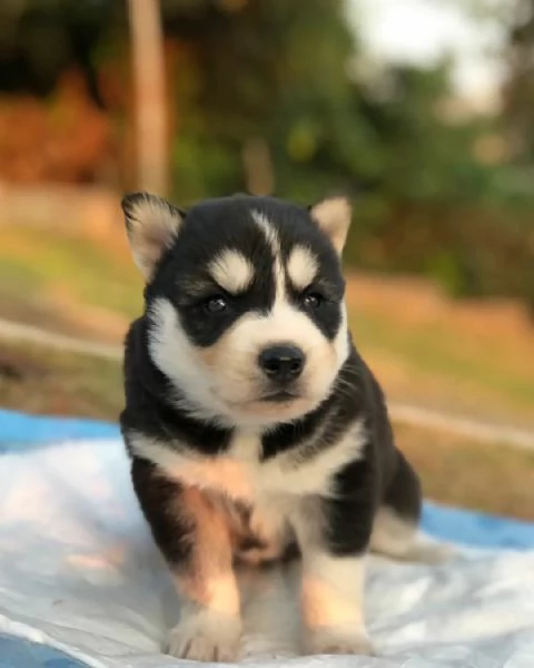 meravigliosi husky per adozione