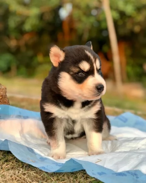 meravigliosi husky per adozione | Foto 0