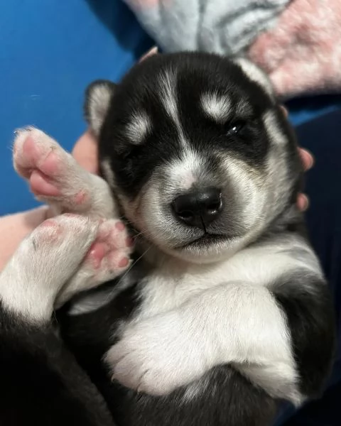 meravigliosi husky per adozione