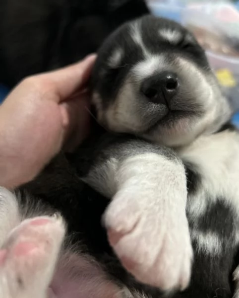 meravigliosi husky per adozione | Foto 2